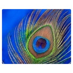 Blue Peacock Feather Premium Plush Fleece Blanket (Medium)