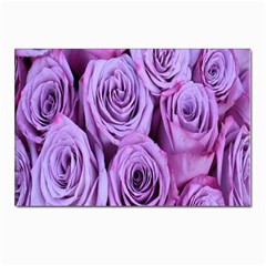 Roses-52 Postcard 4 x 6  (pkg Of 10) by nateshop