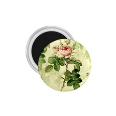 Roses-59 1 75  Magnets by nateshop