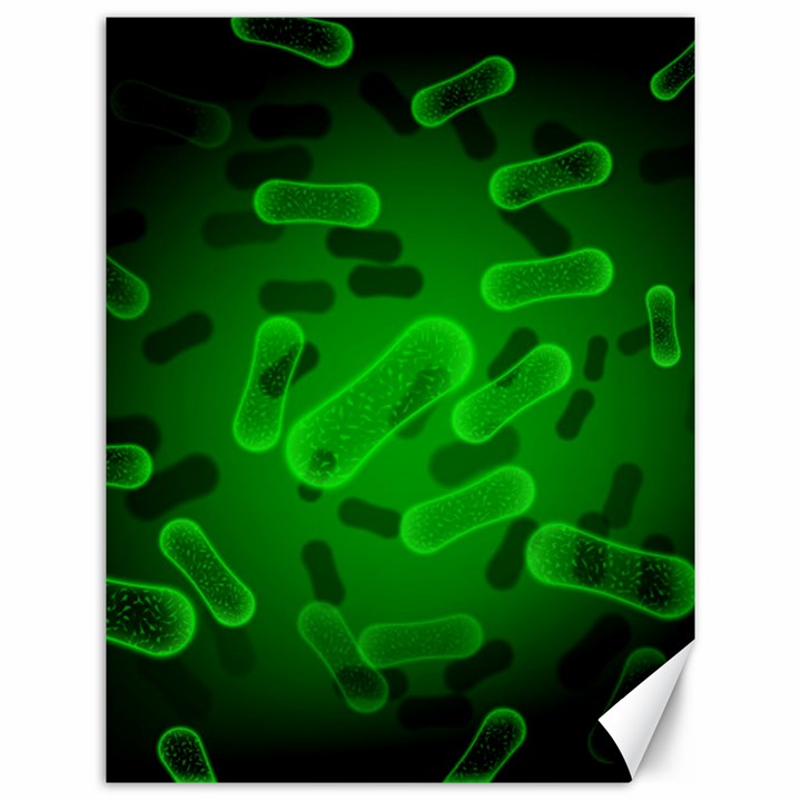 Green-rod-shaped-bacteria Canvas 12  x 16 