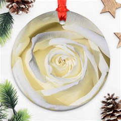 White Roses Flowers Plant Romance Blossom Bloom Nature Flora Petals Ornament (round) by pakminggu