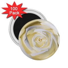 White Roses Flowers Plant Romance Blossom Bloom Nature Flora Petals 2 25  Magnets (100 Pack)  by pakminggu