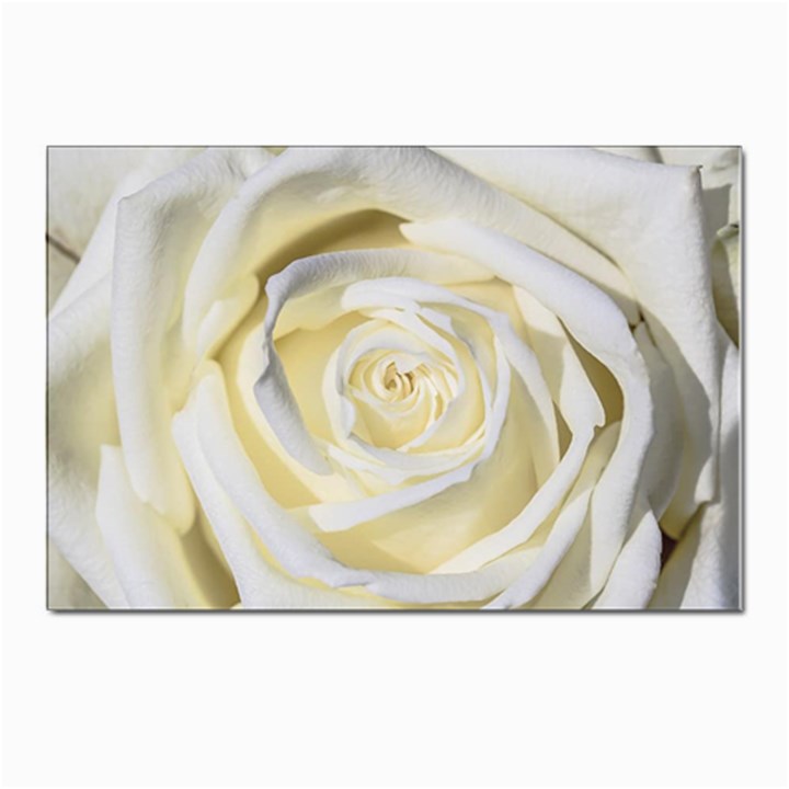 White Roses Flowers Plant Romance Blossom Bloom Nature Flora Petals Postcards 5  x 7  (Pkg of 10)