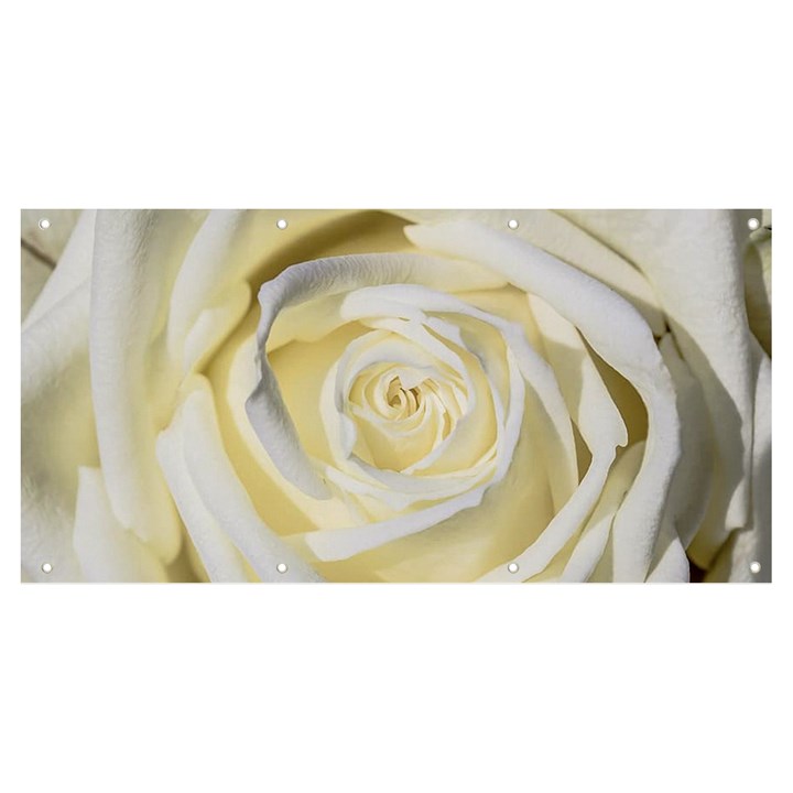 White Roses Flowers Plant Romance Blossom Bloom Nature Flora Petals Banner and Sign 8  x 4 