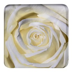 White Roses Flowers Plant Romance Blossom Bloom Nature Flora Petals Square Glass Fridge Magnet (4 Pack) by pakminggu