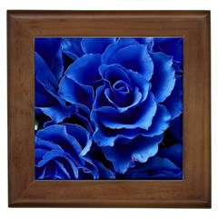 Blue Roses Flowers Plant Romance Blossom Bloom Nature Flora Petals Framed Tile by pakminggu