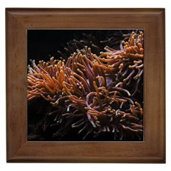 Sea Anemone Coral Underwater Ocean Sea Water Framed Tile by pakminggu