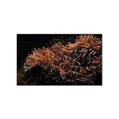 Sea Anemone Coral Underwater Ocean Sea Water Sticker (rectangular) by pakminggu