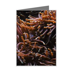 Sea Anemone Coral Underwater Ocean Sea Water Mini Greeting Card by pakminggu