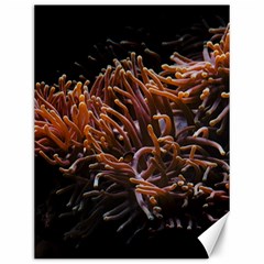 Sea Anemone Coral Underwater Ocean Sea Water Canvas 12  X 16  by pakminggu