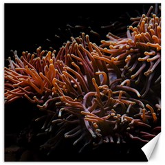 Sea Anemone Coral Underwater Ocean Sea Water Canvas 16  X 16  by pakminggu