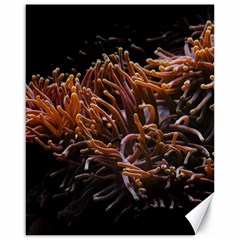 Sea Anemone Coral Underwater Ocean Sea Water Canvas 16  X 20  by pakminggu