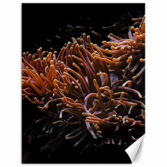 Sea Anemone Coral Underwater Ocean Sea Water Canvas 18  X 24  by pakminggu