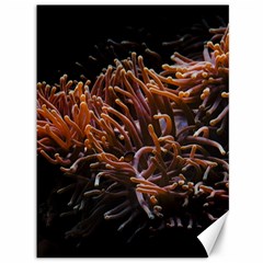 Sea Anemone Coral Underwater Ocean Sea Water Canvas 36  X 48  by pakminggu