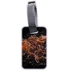 Sea Anemone Coral Underwater Ocean Sea Water Luggage Tag (two Sides) by pakminggu