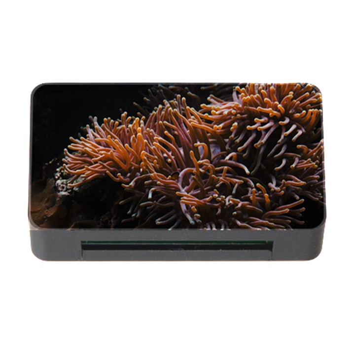 Sea Anemone Coral Underwater Ocean Sea Water Memory Card Reader with CF