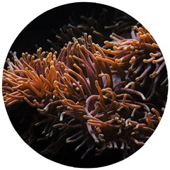 Sea Anemone Coral Underwater Ocean Sea Water Wooden Puzzle Round by pakminggu