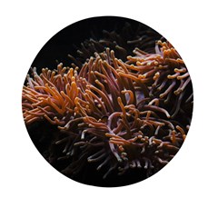 Sea Anemone Coral Underwater Ocean Sea Water Mini Round Pill Box (pack Of 3) by pakminggu