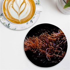 Sea Anemone Coral Underwater Ocean Sea Water Uv Print Round Tile Coaster by pakminggu