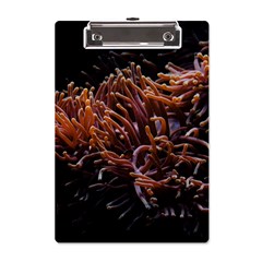 Sea Anemone Coral Underwater Ocean Sea Water A5 Acrylic Clipboard