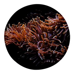 Sea Anemone Coral Underwater Ocean Sea Water Round Glass Fridge Magnet (4 Pack)