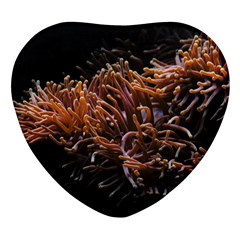 Sea Anemone Coral Underwater Ocean Sea Water Heart Glass Fridge Magnet (4 Pack)