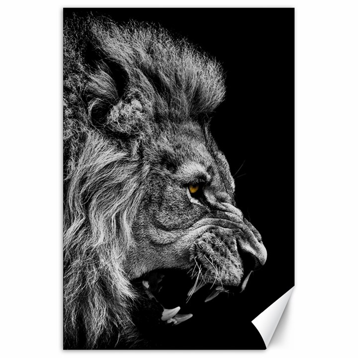 Roar Angry Male Lion Black Canvas 20  x 30 