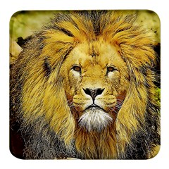 Lion Lioness Wildlife Hunter Square Glass Fridge Magnet (4 Pack) by Mog4mog4