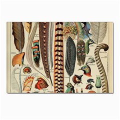 Feathers Birds Vintage Art Postcards 5  X 7  (pkg Of 10) by Vaneshart