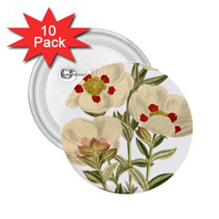 Nature-flower-leaf-plant-isolated 2 25  Buttons (10 Pack)  by 99art