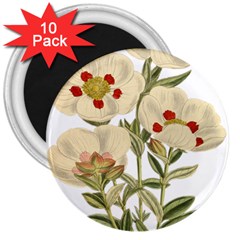 Nature-flower-leaf-plant-isolated 3  Magnets (10 Pack)  by 99art