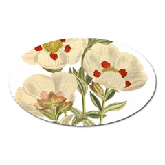 Nature-flower-leaf-plant-isolated Oval Magnet by 99art