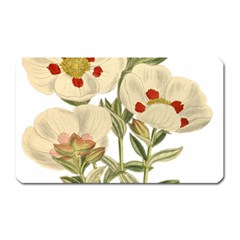 Nature-flower-leaf-plant-isolated Magnet (rectangular) by 99art