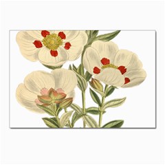 Nature-flower-leaf-plant-isolated Postcards 5  X 7  (pkg Of 10) by 99art