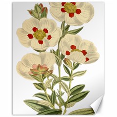 Nature-flower-leaf-plant-isolated Canvas 16  X 20  by 99art