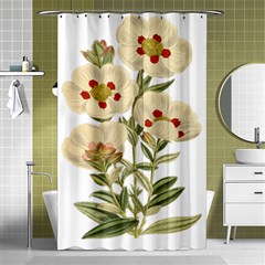 Nature-flower-leaf-plant-isolated Shower Curtain 48  X 72  (small)  by 99art