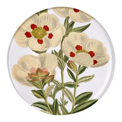 Nature-flower-leaf-plant-isolated Round Glass Fridge Magnet (4 Pack) by 99art