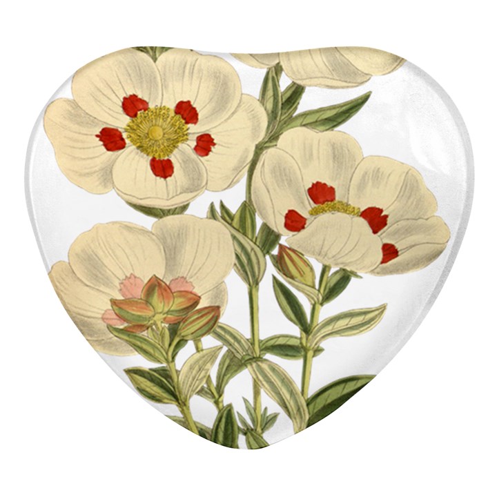 Nature-flower-leaf-plant-isolated Heart Glass Fridge Magnet (4 pack)