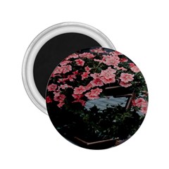 Pink Peony  Flower 2.25  Magnets