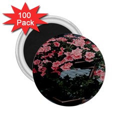 Pink Peony  Flower 2.25  Magnets (100 pack) 