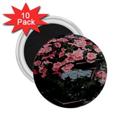 Pink Peony  Flower 2 25  Magnets (10 Pack)  by artworkshop