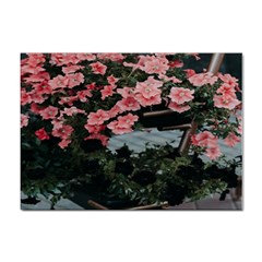 Pink Peony  Flower Sticker A4 (10 pack)