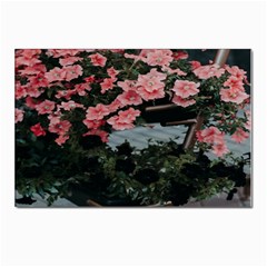 Pink Peony  Flower Postcards 5  x 7  (Pkg of 10)