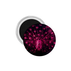 Peacock Pink Black Feather Abstract 1 75  Magnets by Wav3s