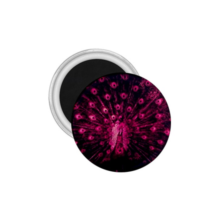 Peacock Pink Black Feather Abstract 1.75  Magnets