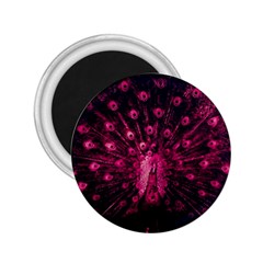 Peacock Pink Black Feather Abstract 2 25  Magnets by Wav3s