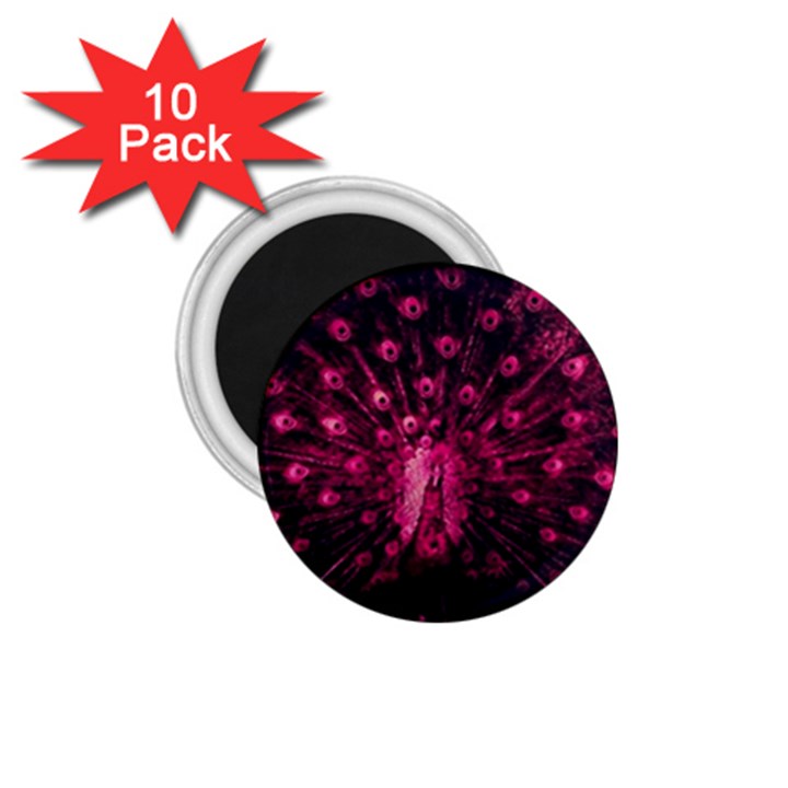 Peacock Pink Black Feather Abstract 1.75  Magnets (10 pack) 