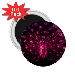 Peacock Pink Black Feather Abstract 2 25  Magnets (100 Pack)  by Wav3s