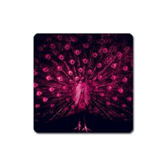 Peacock Pink Black Feather Abstract Square Magnet by Wav3s