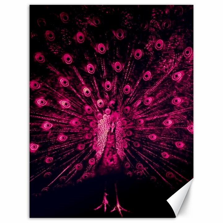 Peacock Pink Black Feather Abstract Canvas 12  x 16 